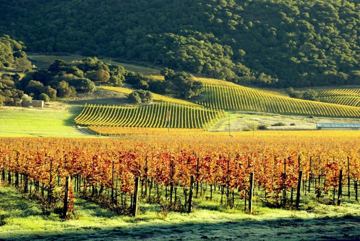 Holiday home Wine Country - Nearby Wineries 3bd2ba Sonoma