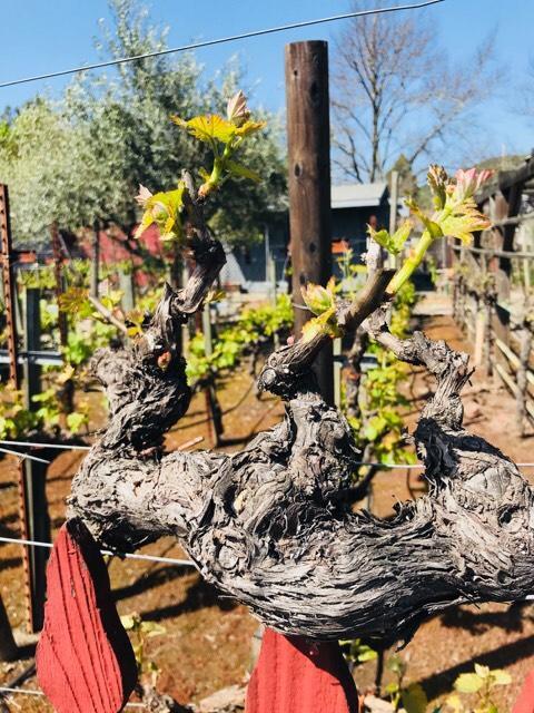 Andrea's Hidden * Sonoma